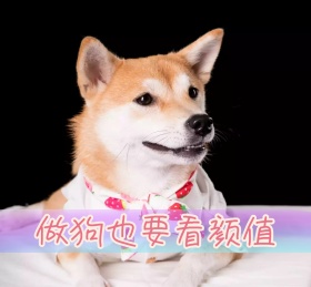 宠物美图可爱小狗公众号封面