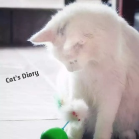 猫咪日记手机微博封面
