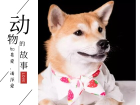 动物的故事情感公众号横版配图模版