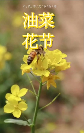 油菜花开花海婺源旅游宣传海报