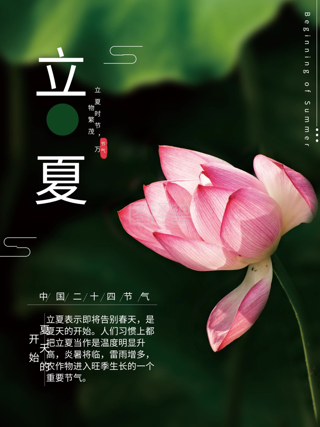 立夏节气夏季荷花小清新海报