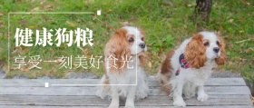 健康狗粮美好食光橘色公众号封面