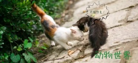 动物世界无限想象公众号特殊首图