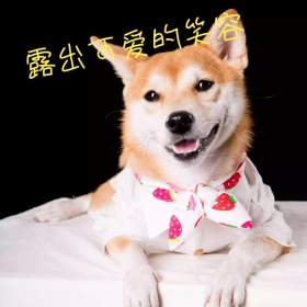 萌狗露出可爱的笑容表情包