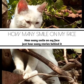 笑容小猫文艺简约公众号正方形