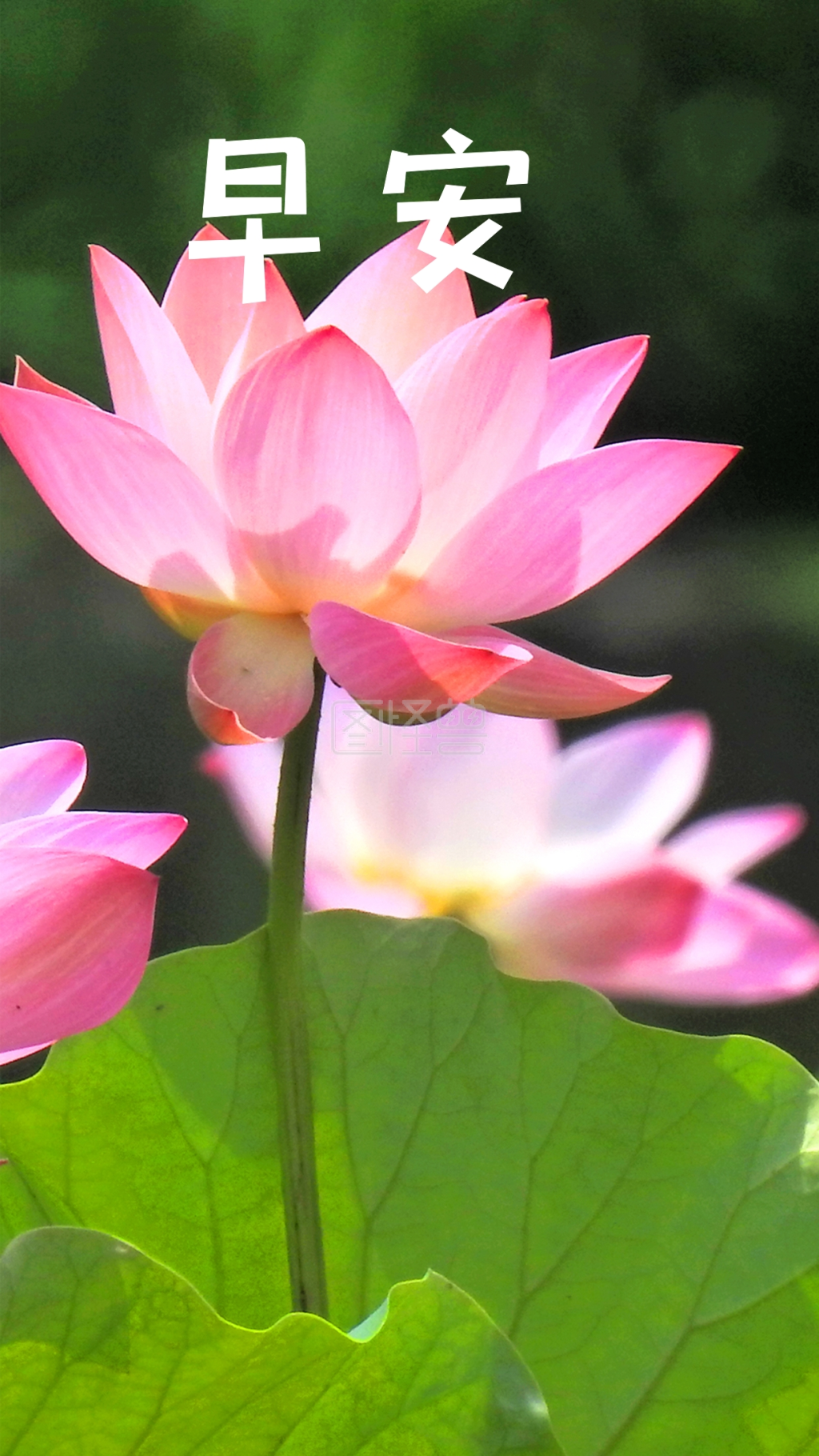 可对《手机海报花植物花儿绿色美丽荷花荷叶》进行在线ps图片编辑
