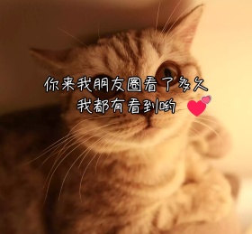 搞笑创意小猫搞怪朋友圈封面