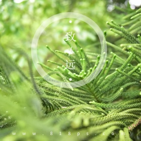 极简宁静山林绿色自然风景公众号配图