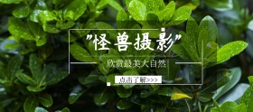 摄影绿色简约淘宝banner