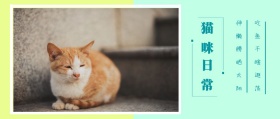 猫咪 日常 吃鱼干瞎逛荡 伸懒腰晒太阳 可爱卡通猫之日公众号封面