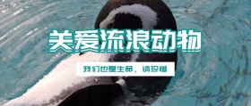 关爱流浪动物公众号封面
