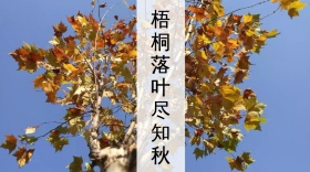 梧桐落叶秋天湖面蓝色黄色公众号封面模版