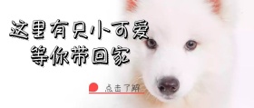简约大气粉色可爱宠物收养公众号封面