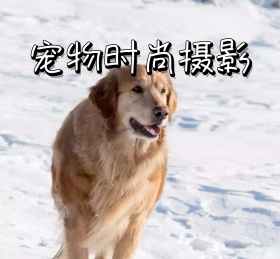 宠物时尚摄影朋友圈封面
