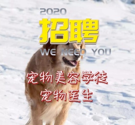 宠物可爱动物招聘诚聘朋友圈封面