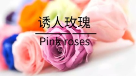 玫瑰宣传创意简约公众号封面