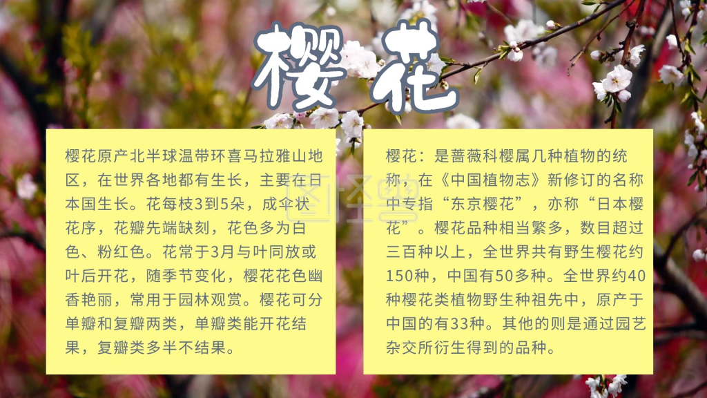 樱花小报花朵简约
