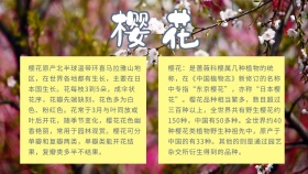 樱花 小报花朵简约	