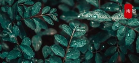 清明后的谷雨稻草下雨自然公众号特殊首图