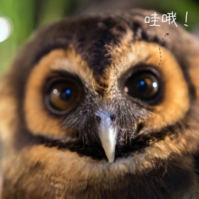 呆萌猫头鹰手机微博封面