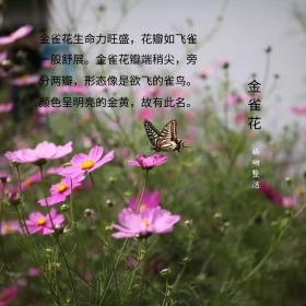 金雀花简介花语简约黄色白色方形配图