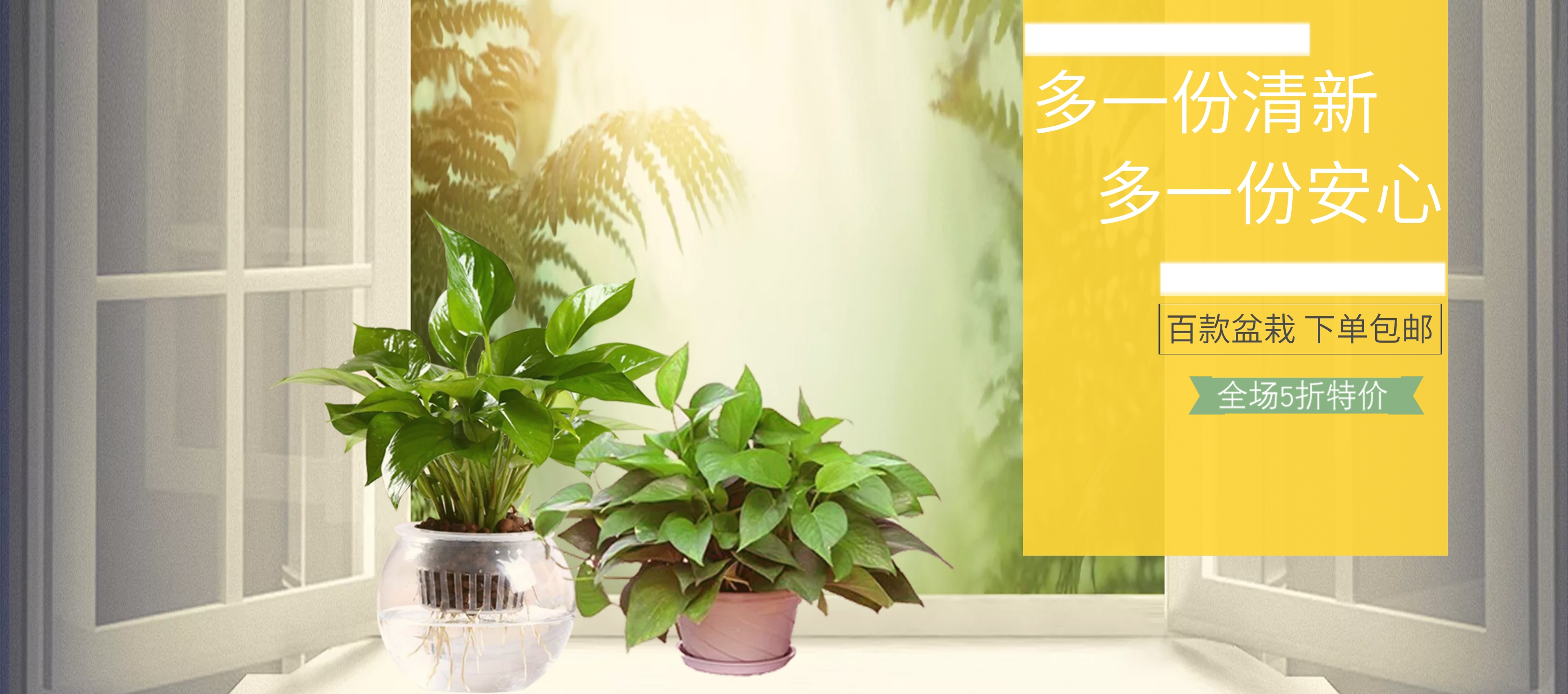 盆景植物