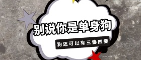 别说你是单身狗 狗还可以有三妻四妾 毒鸡汤公众号封面