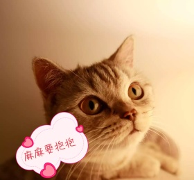 抱抱小猫咪朋友圈封面