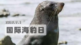 创意简约国际海豹日公众号封面模板