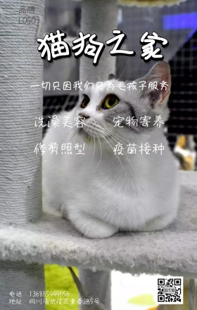 宠物寄养疫苗美容服务条纹黄色手机海报