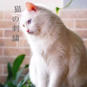 刺绣猫手机微博封面
