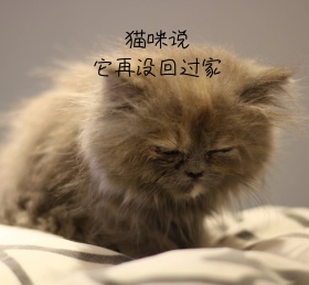 猫咪说 它再没回过家朋友圈封面