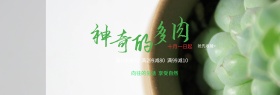 绿色小清新叶子神奇的多肉淘宝海报banner电商