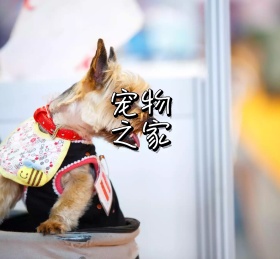 宠物之家可爱元素白色
