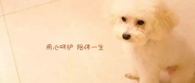 宠物选择公众号封面