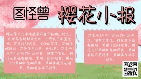 粉色卡通简约樱花小报手抄报