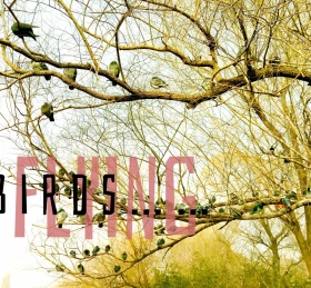 火烈鸟飞行朋友圈封面