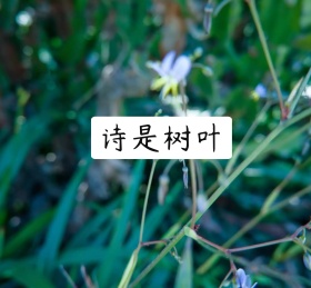 诗是树叶朋友圈封面