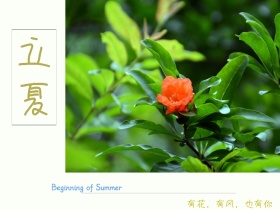 立夏节气花朵树枝清新摄影公众号配图