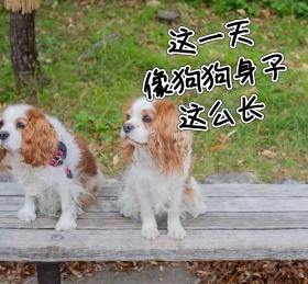 简约搞笑狗狗萌宠朋友圈封面配图