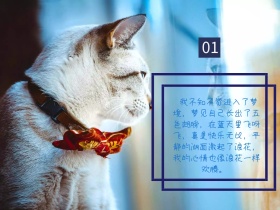 梦想生活猫咪童话蓝色配图