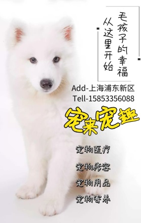 毛孩子的幸福宠来宠趣日签