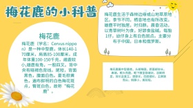 有关动物的手抄报宣传