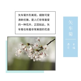 矢车菊简约蓝色白色方形配图