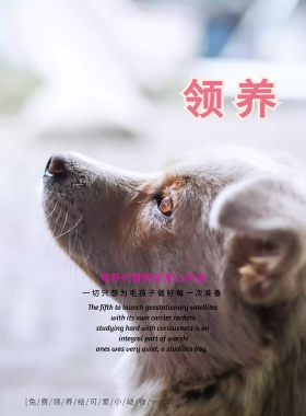 好友玩伴宠物店促销宣传海边设计