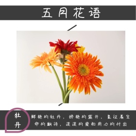 花朵简约文艺五月花语公众号正方形配图