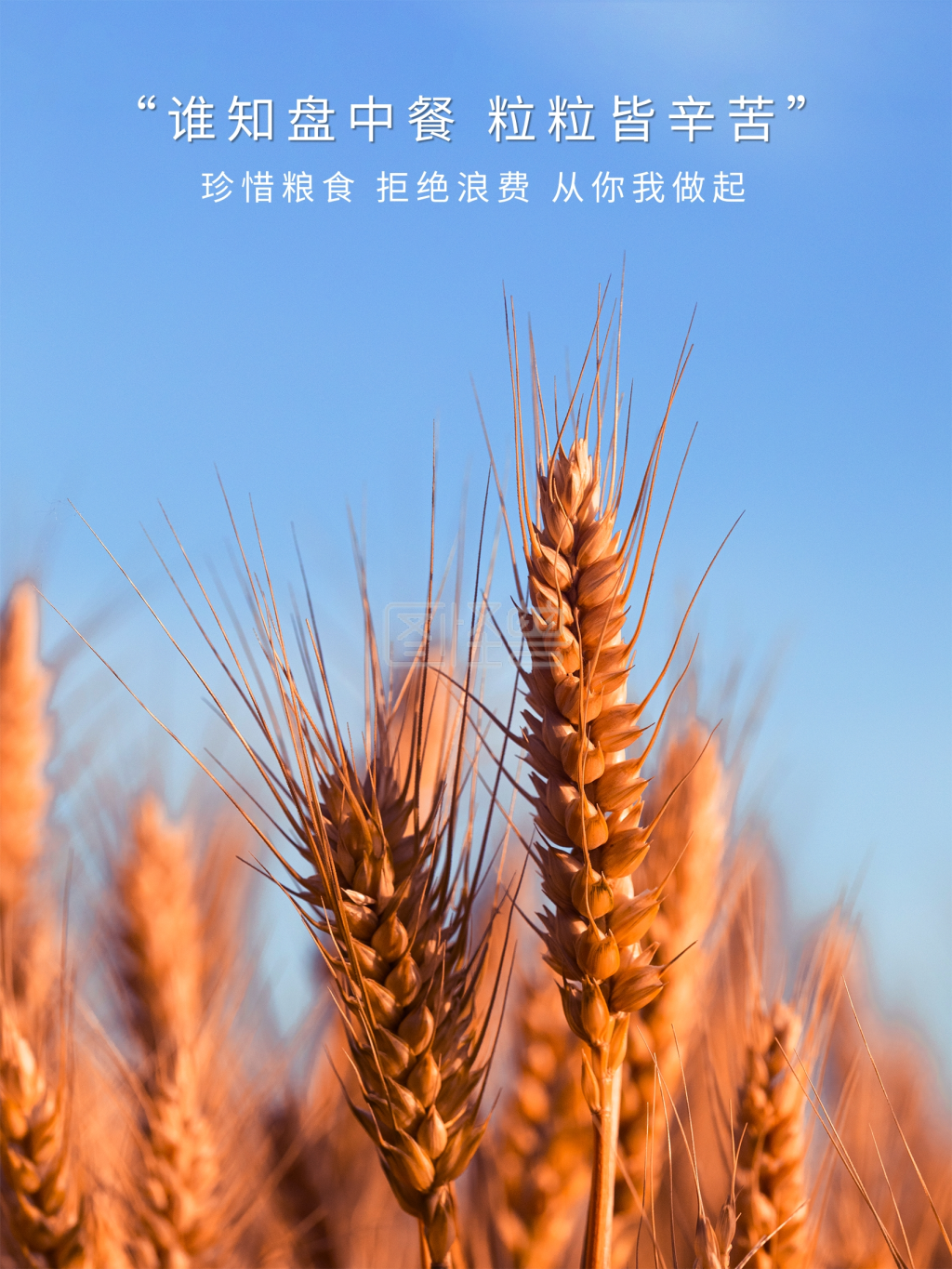 节约粮食公益宣传主题海报