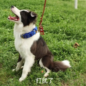 动物卖萌委屈软萌打扰了表情包