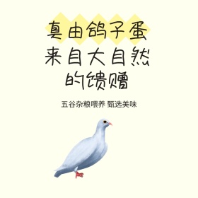 鸽子蛋主蛋图 鸡蛋