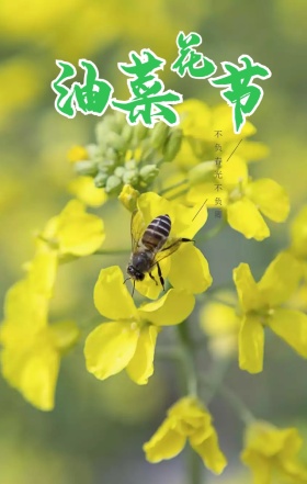 油菜花海花开简约文艺质感旅游宣传海报